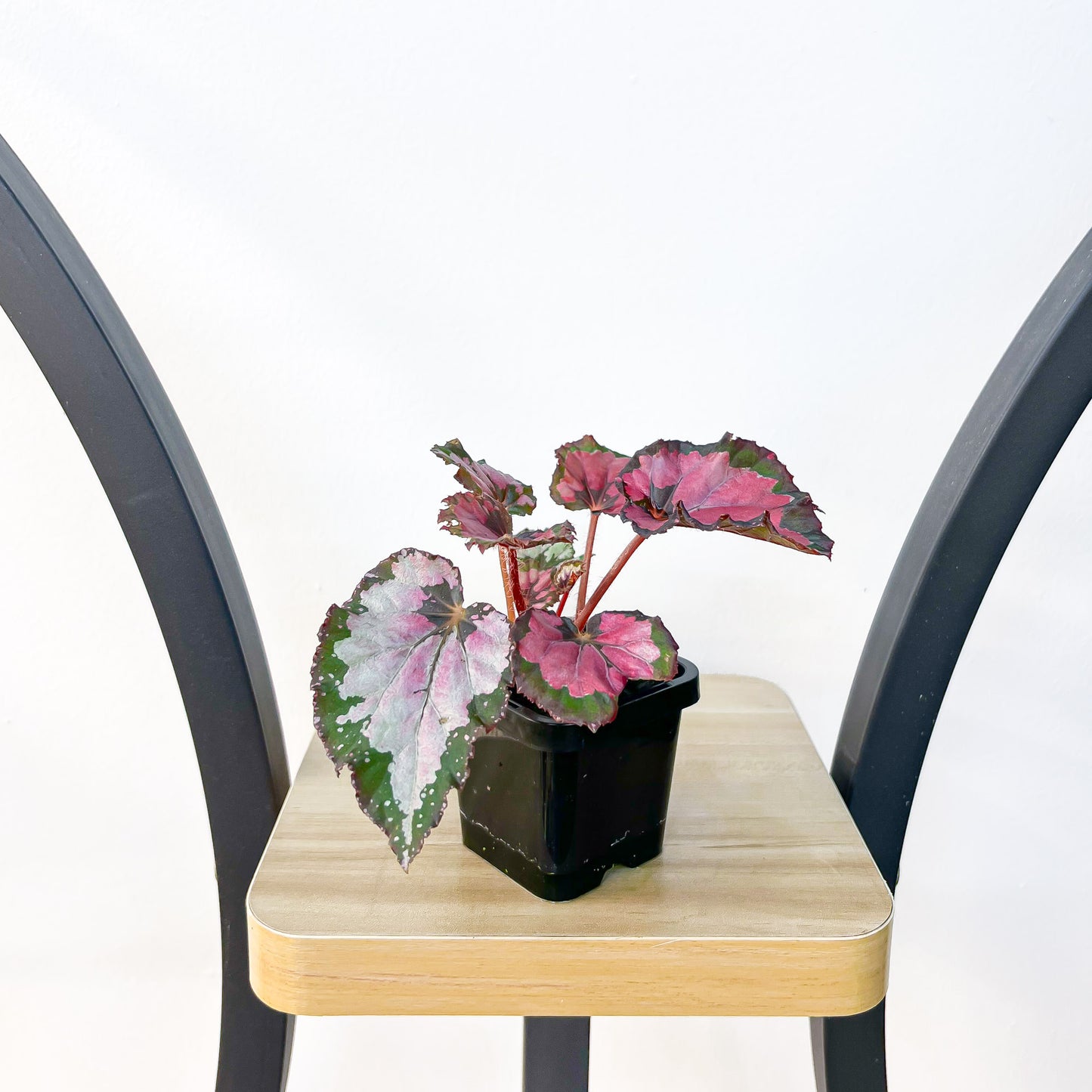 Begonia Inca Night | The Plant Boys