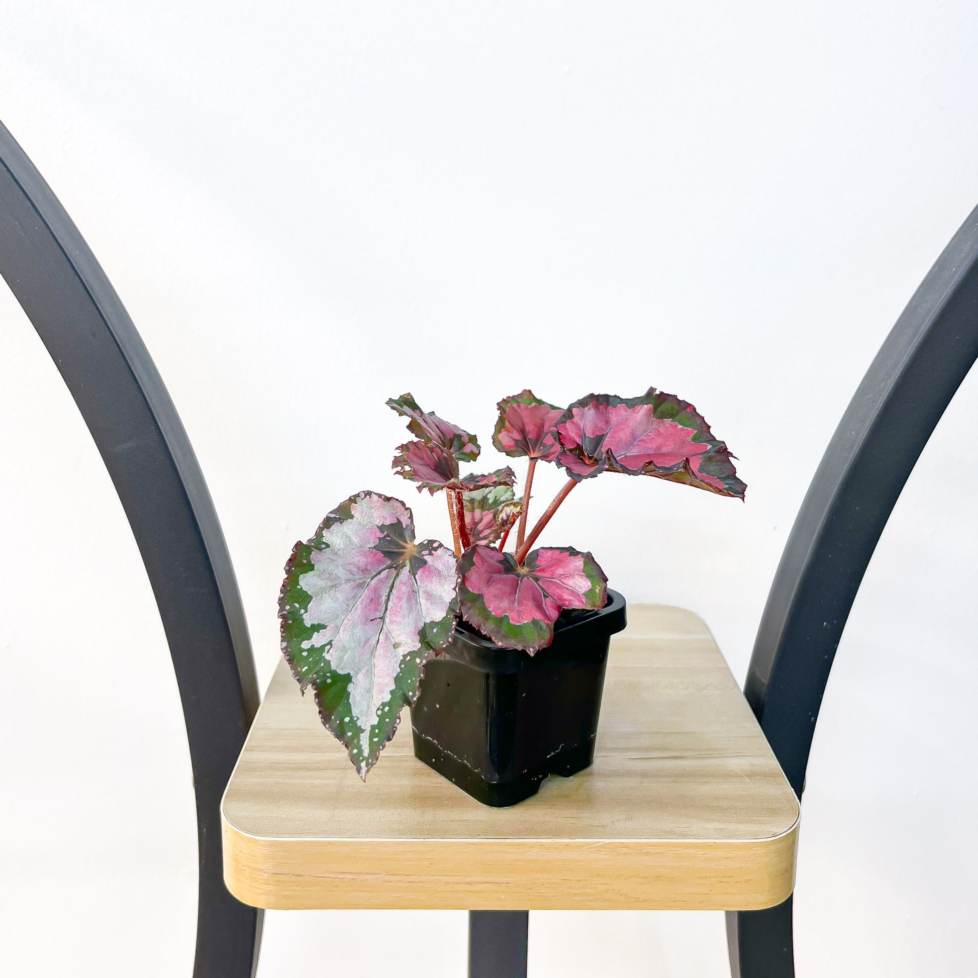 Begonia Inca Night | The Plant Boys