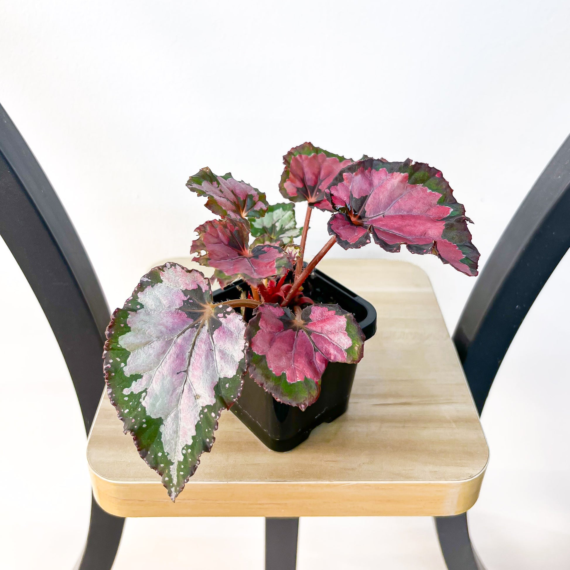 Begonia Inca Night | The Plant Boys