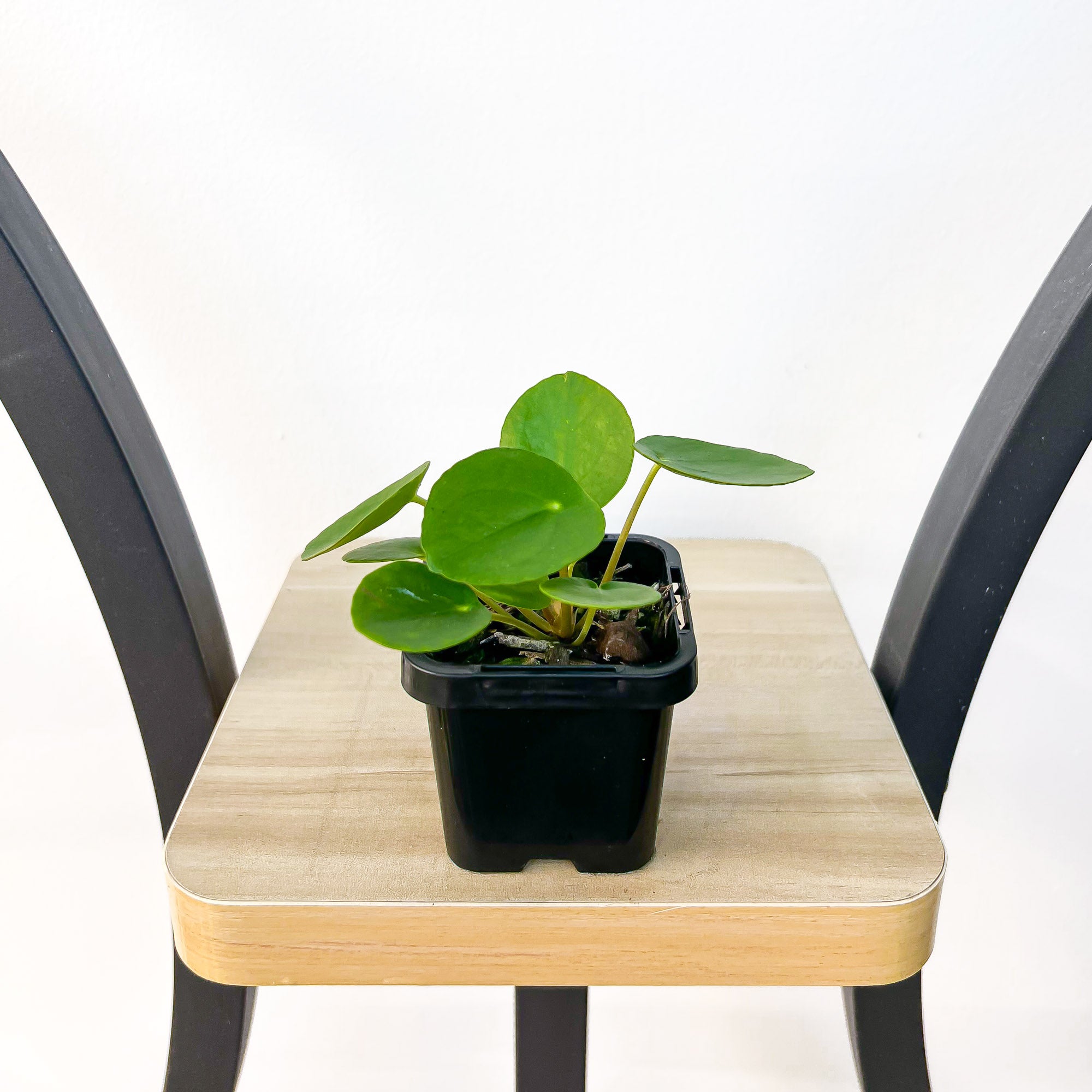 money plant australia Pilea Chinese Money Plant – The Plant Boys