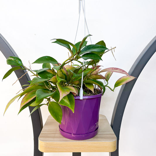 Hoya Sunrise | The Plant Boys