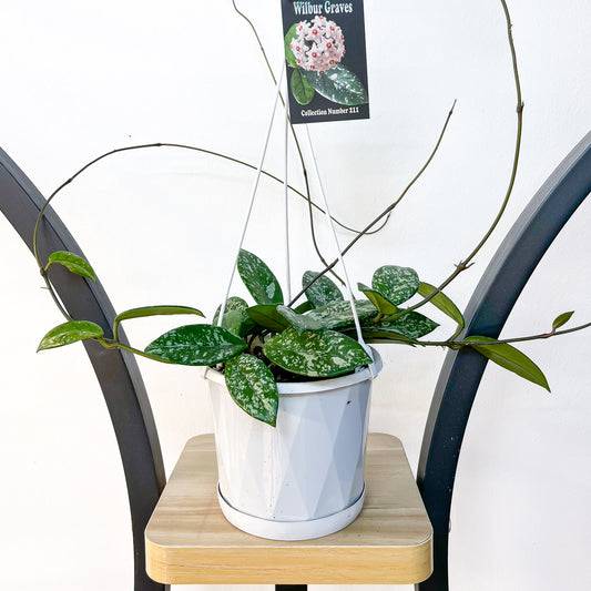 Hoya Wilbur Graves | The Plant Boys