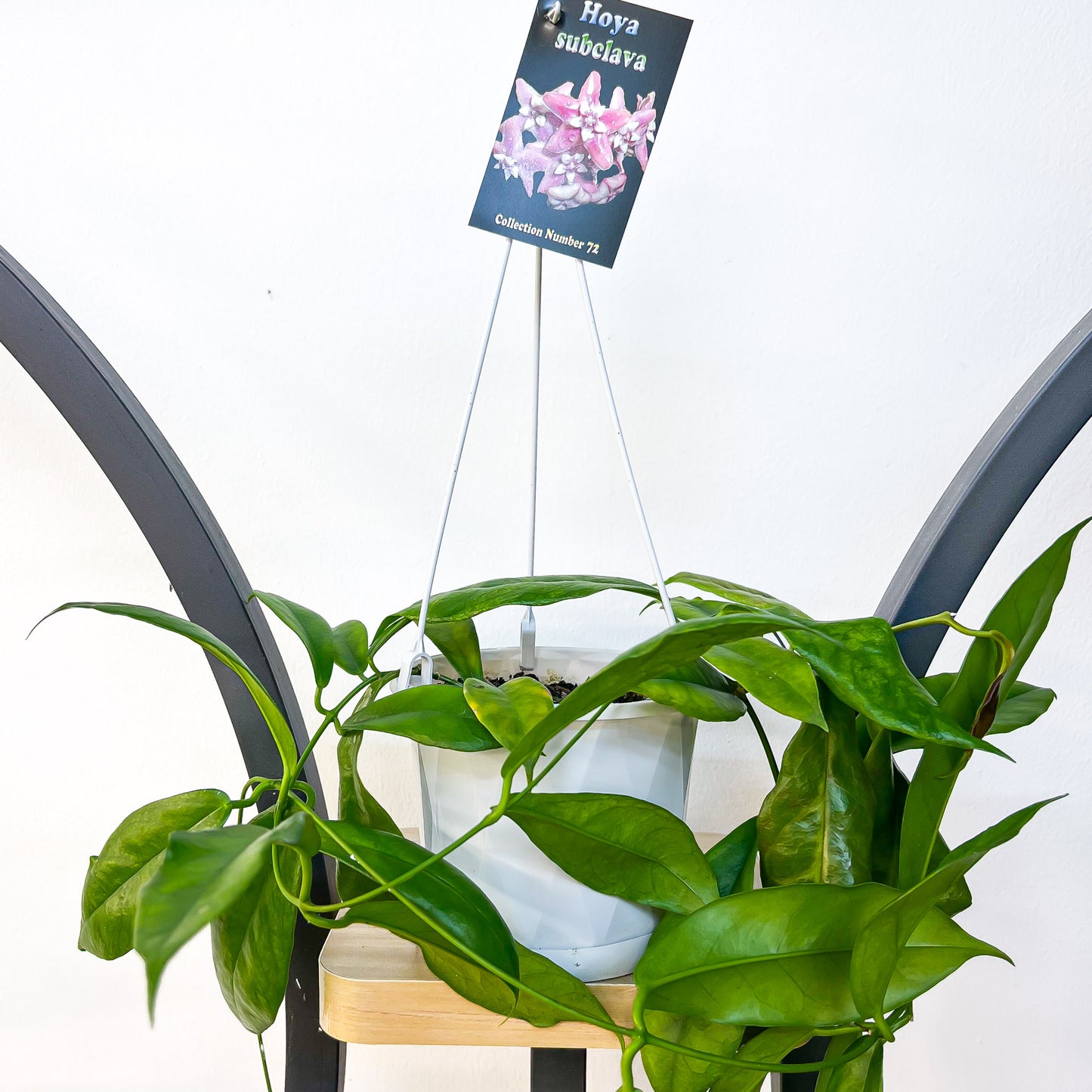 Hoya Subcalva | The Plant Boys