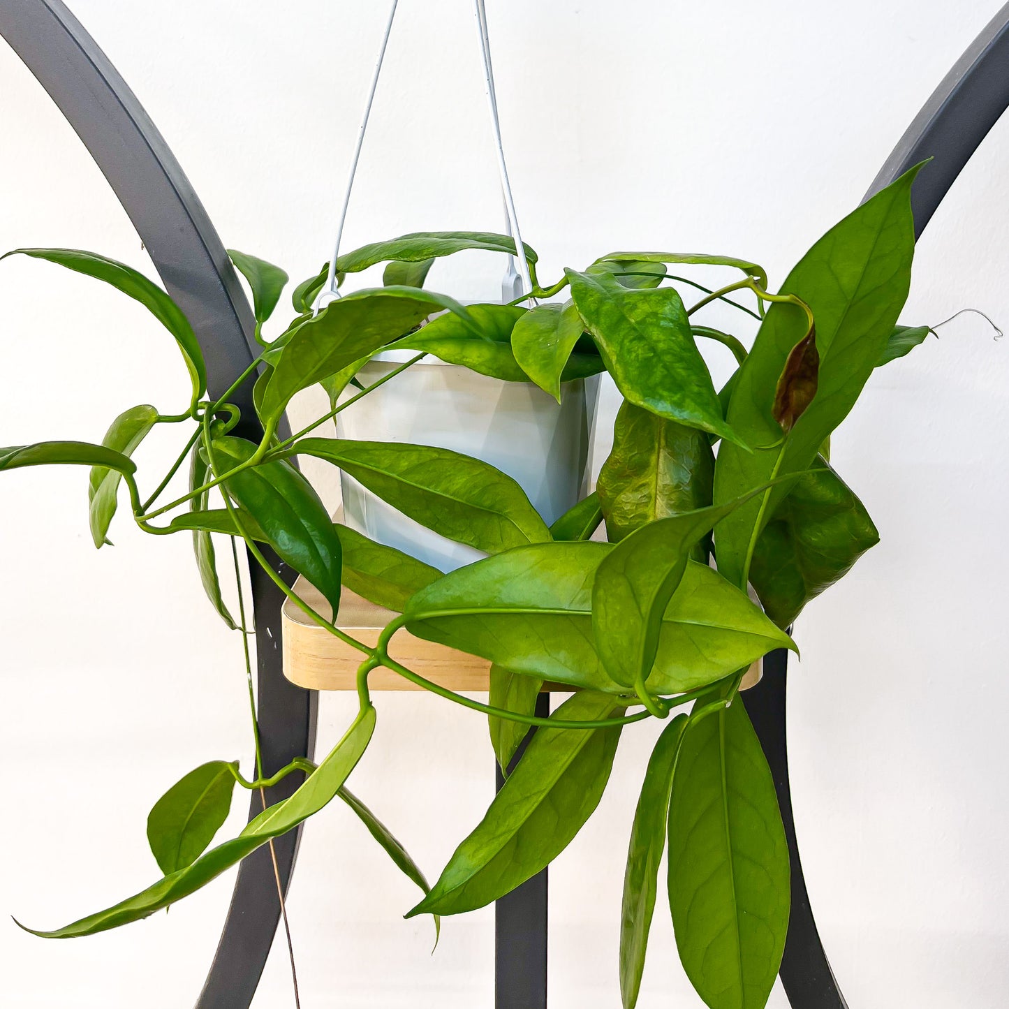 Hoya Subcalva | The Plant Boys