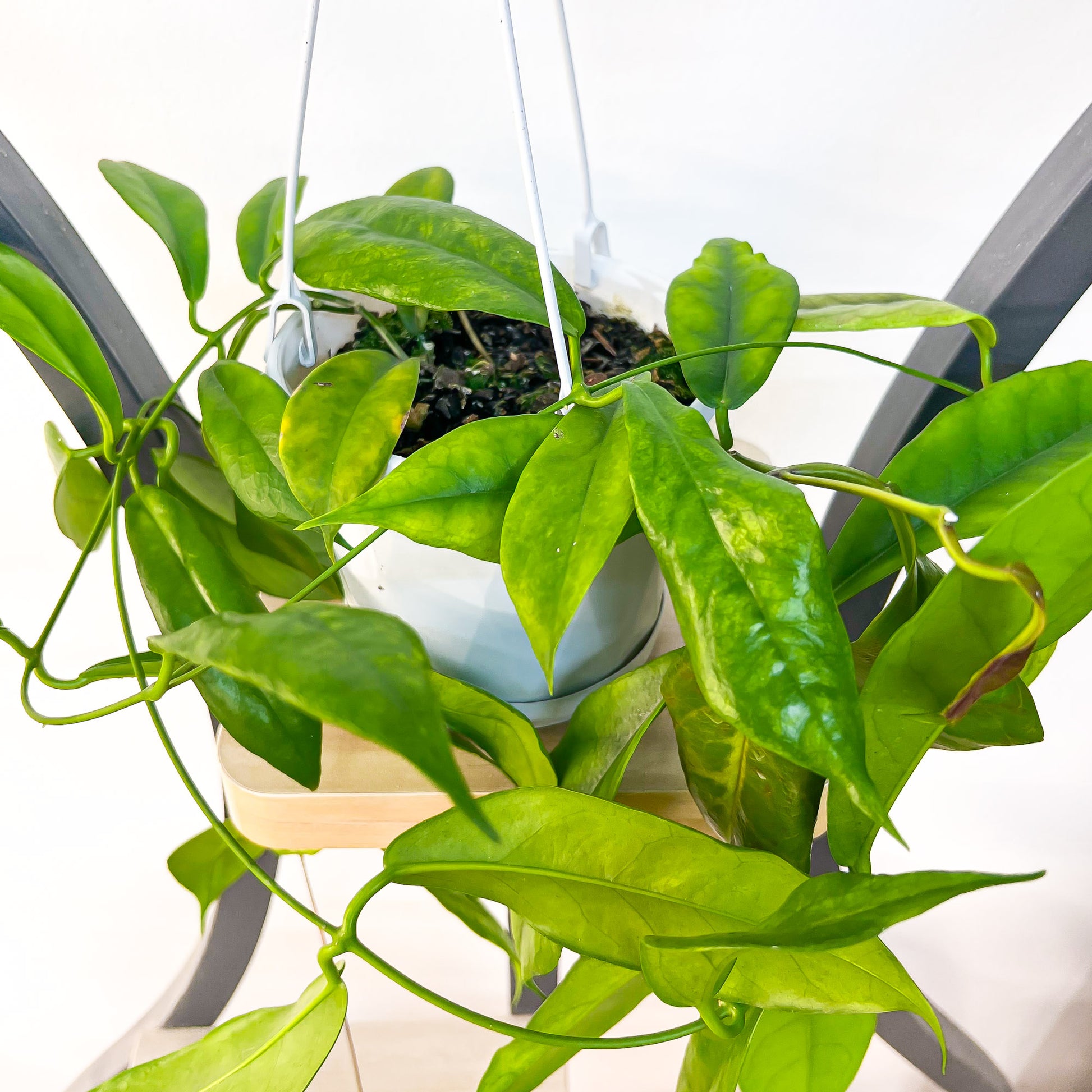 Hoya Subcalva | The Plant Boys