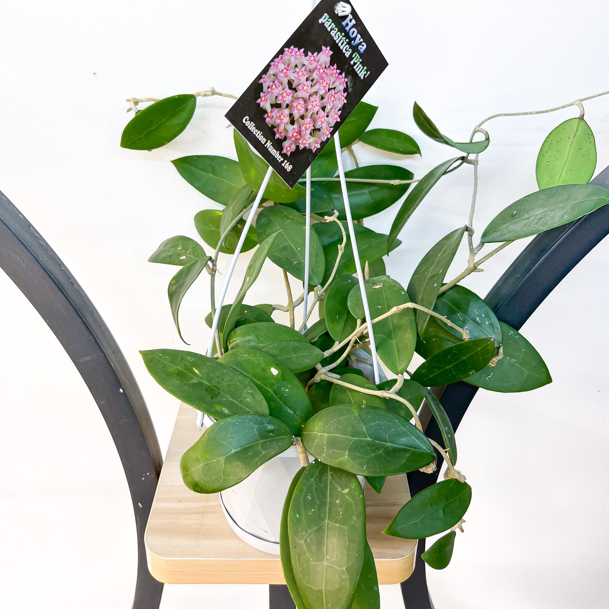 Hoya Parasitica Pink | The Plant Boys