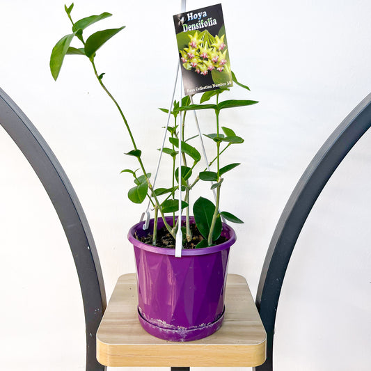 Hoya Densifolia | The Plant Boys