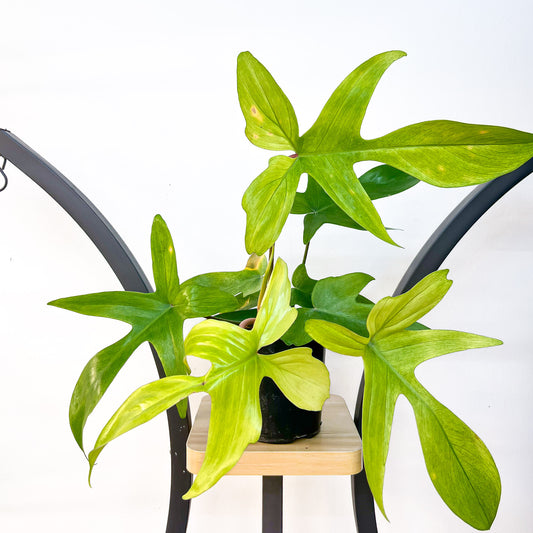 Philodendron Florida Ghost | The Plant Boys