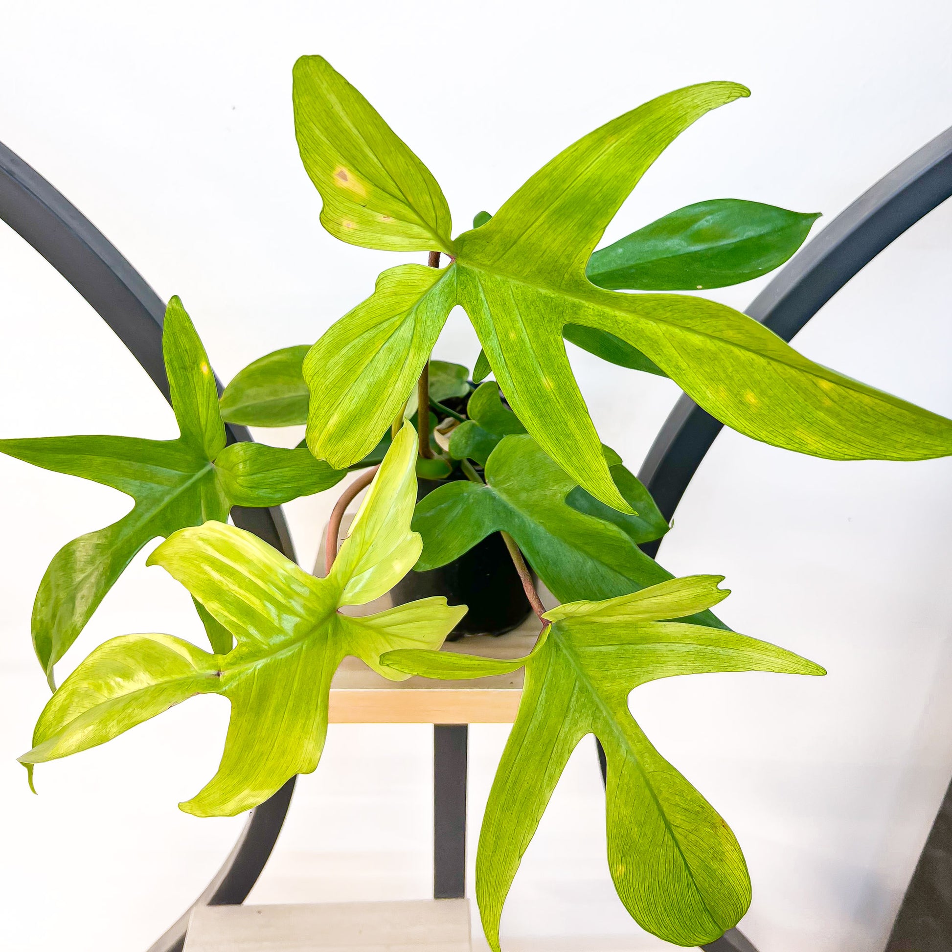 Philodendron Florida Ghost | The Plant Boys
