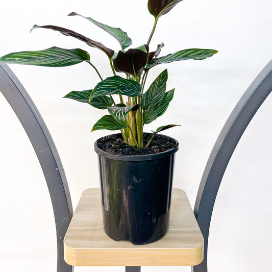 Calathea Beauty Star | The Plant Boys