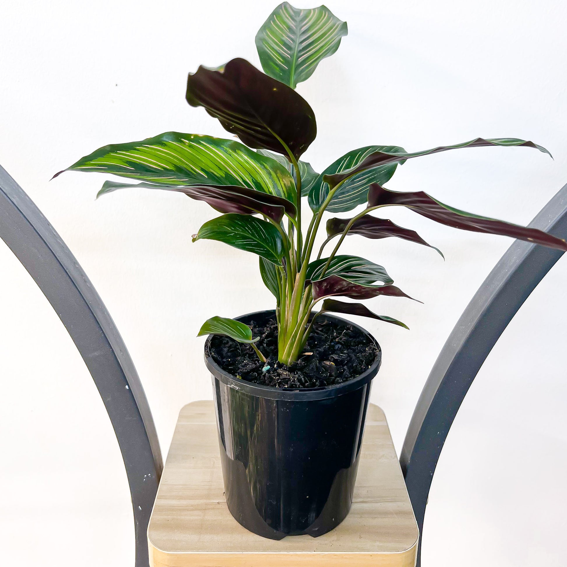 Calathea Beauty Star | The Plant Boys