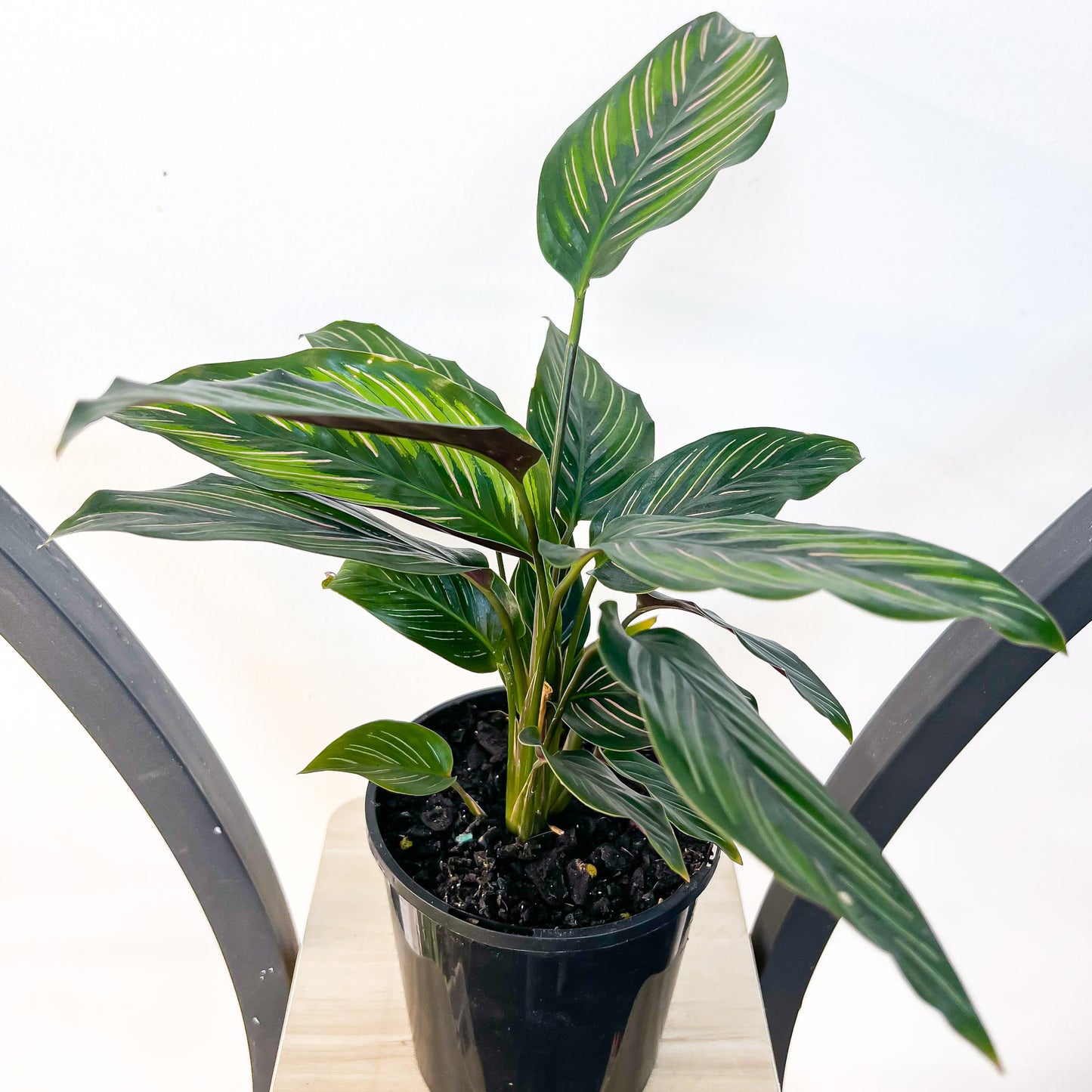 Calathea Beauty Star | The Plant Boys