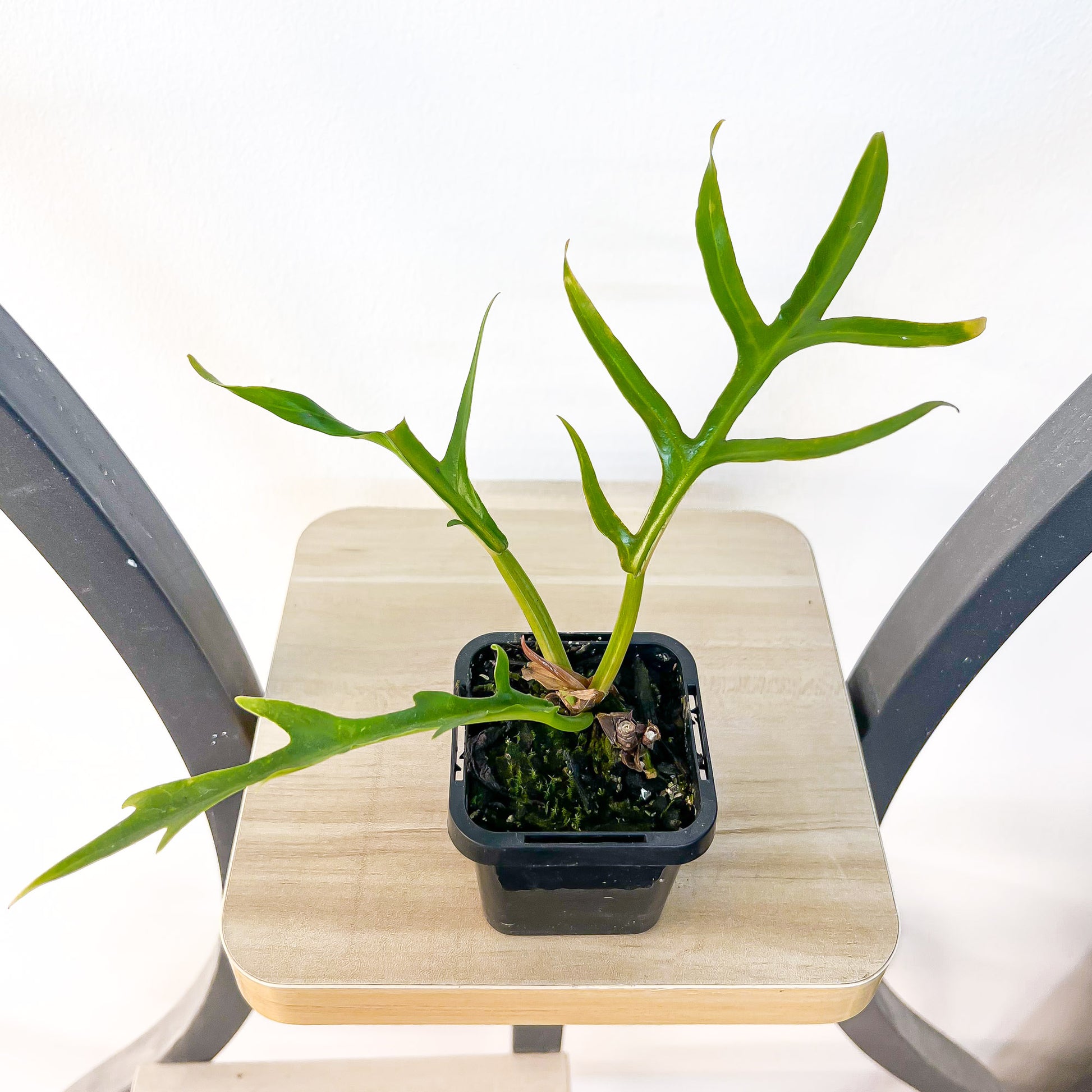 Philodendron Tortum | The Plant Boys