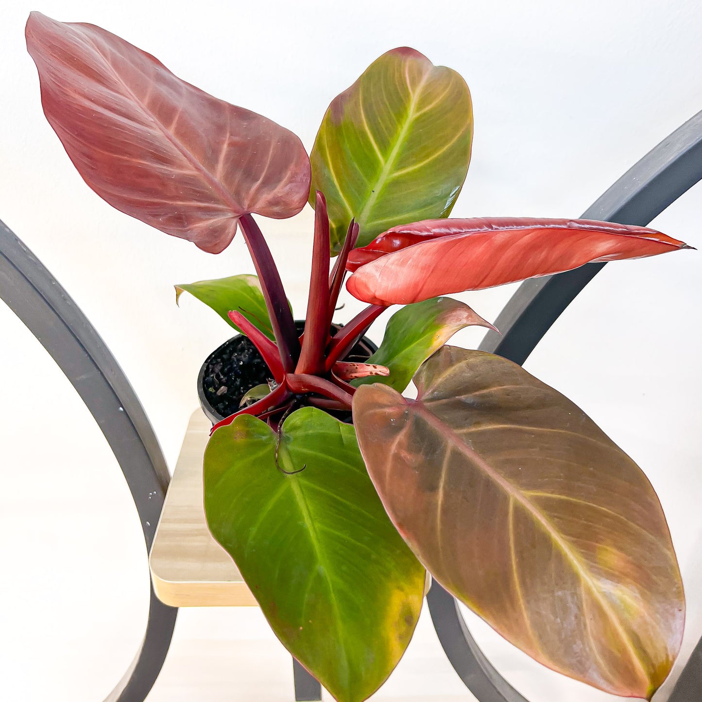 Philodendron McColley's Finale | The Plant Boys