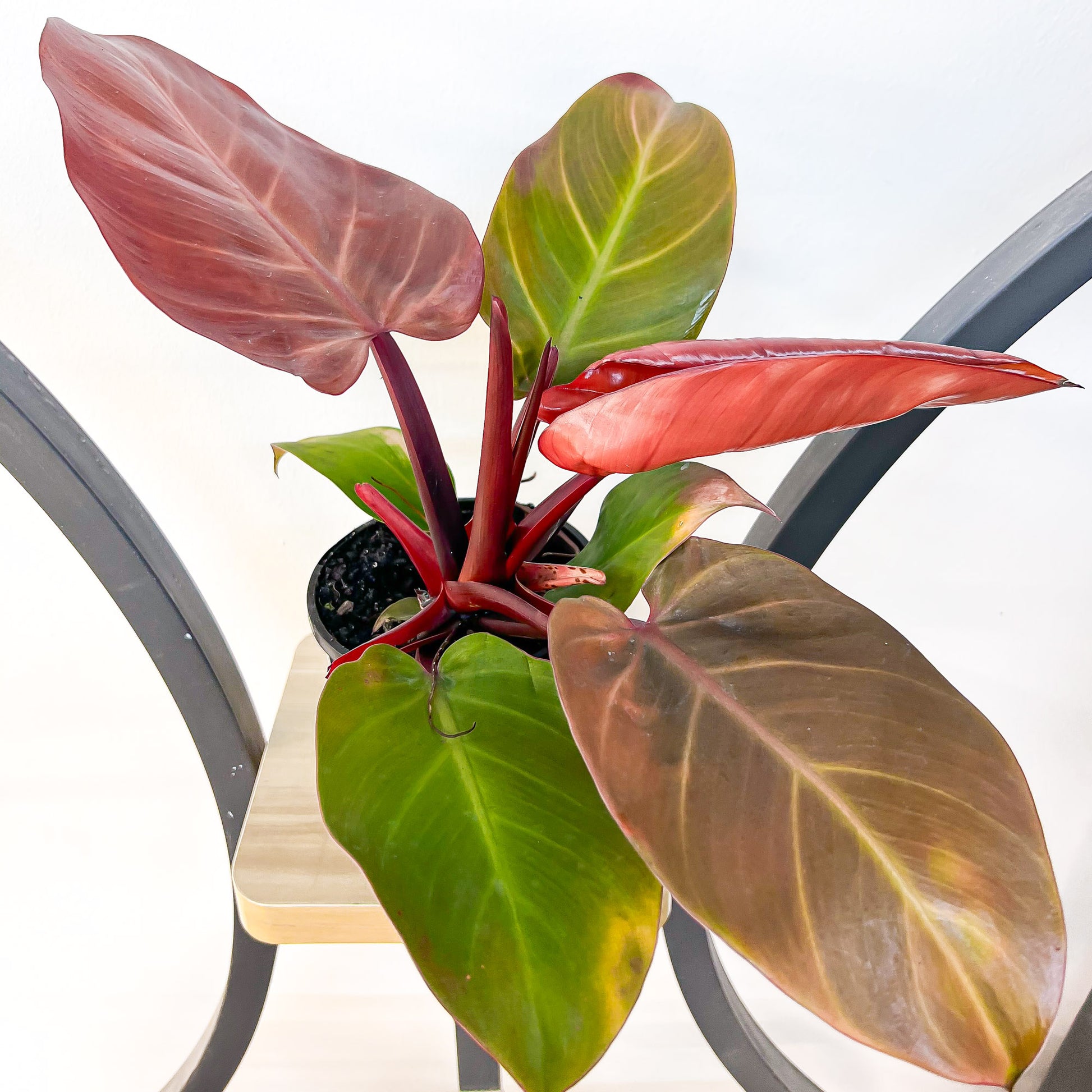 Philodendron McColley's Finale | The Plant Boys