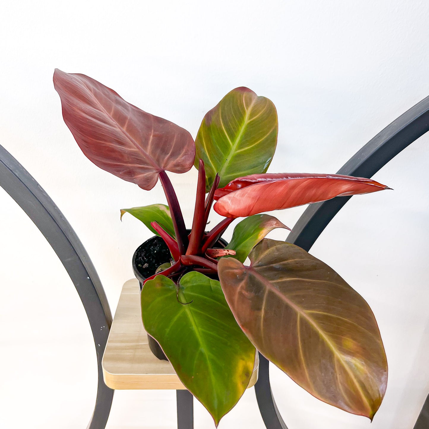 Philodendron McColley's Finale | The Plant Boys
