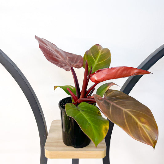 Philodendron McColley's Finale | The Plant Boys