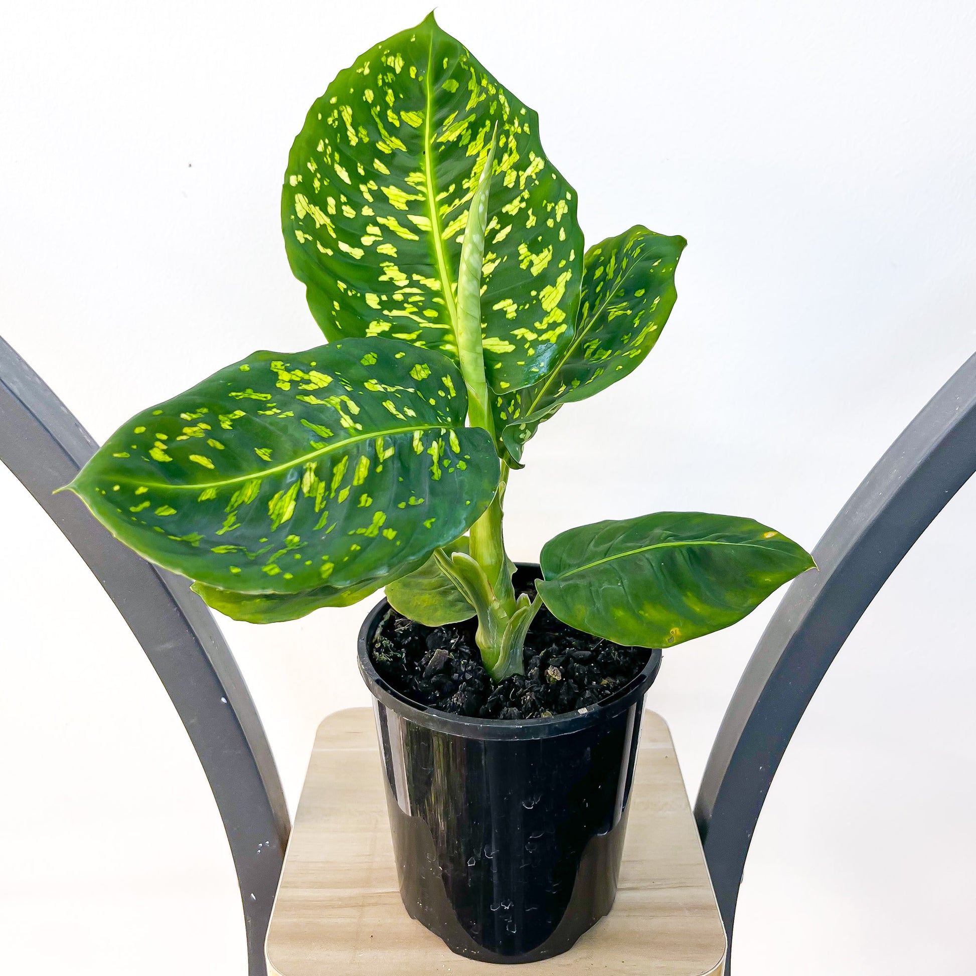 dieffenbachia cheetah vs reflector Dieffenbachia Reflector – The Plant Boys