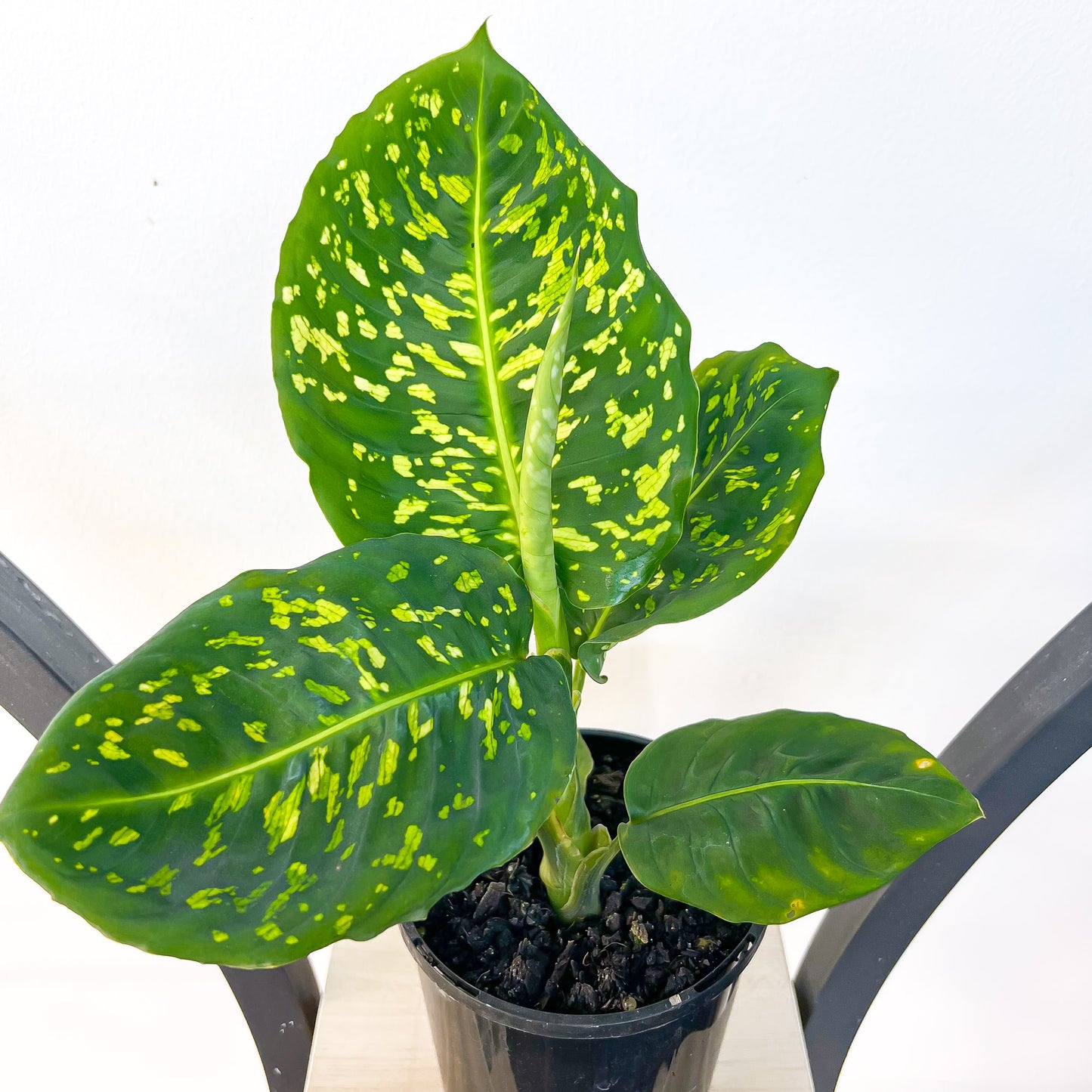 Dieffenbachia Reflector | The Plant Boys