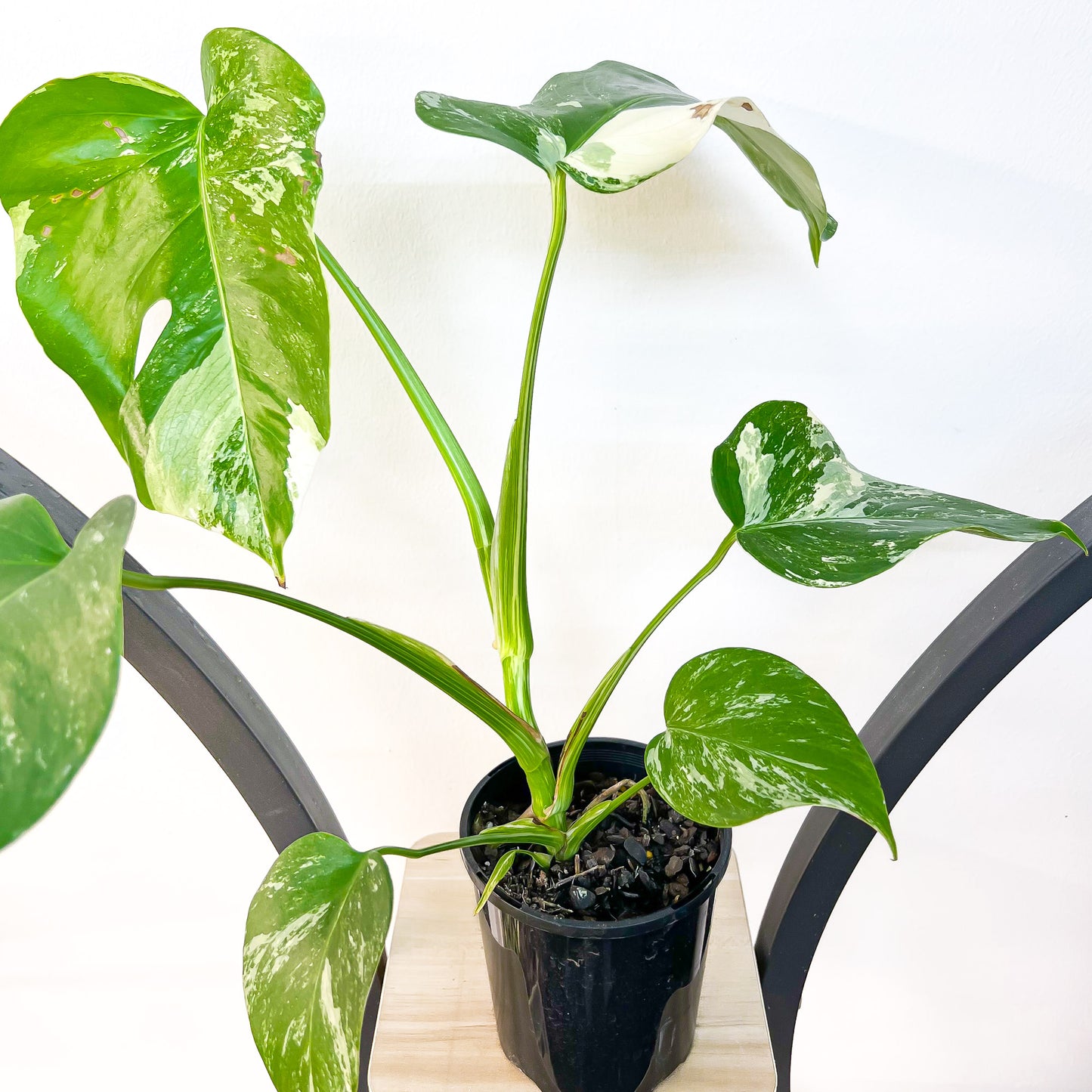 Monstera Borsigiana Albo (Medium Variegation) | The Plant Boys