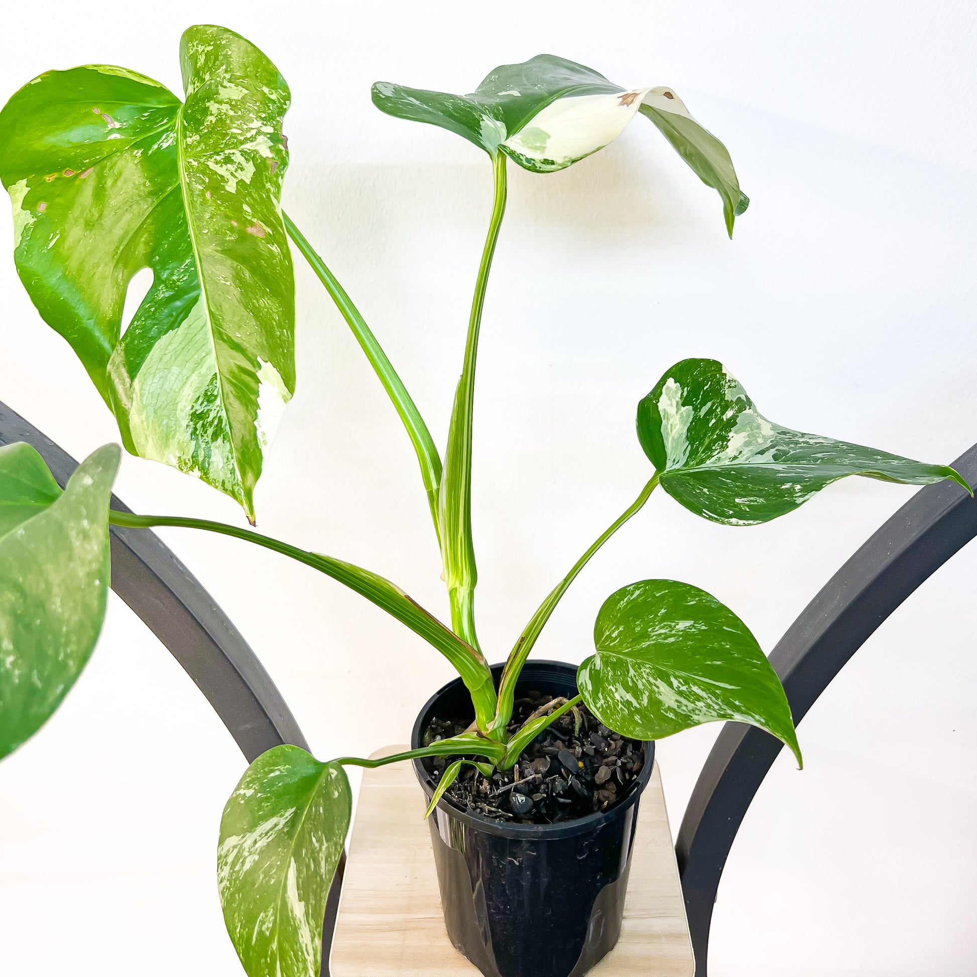 Monstera Borsigiana Albo (Medium Variegation) | The Plant Boys