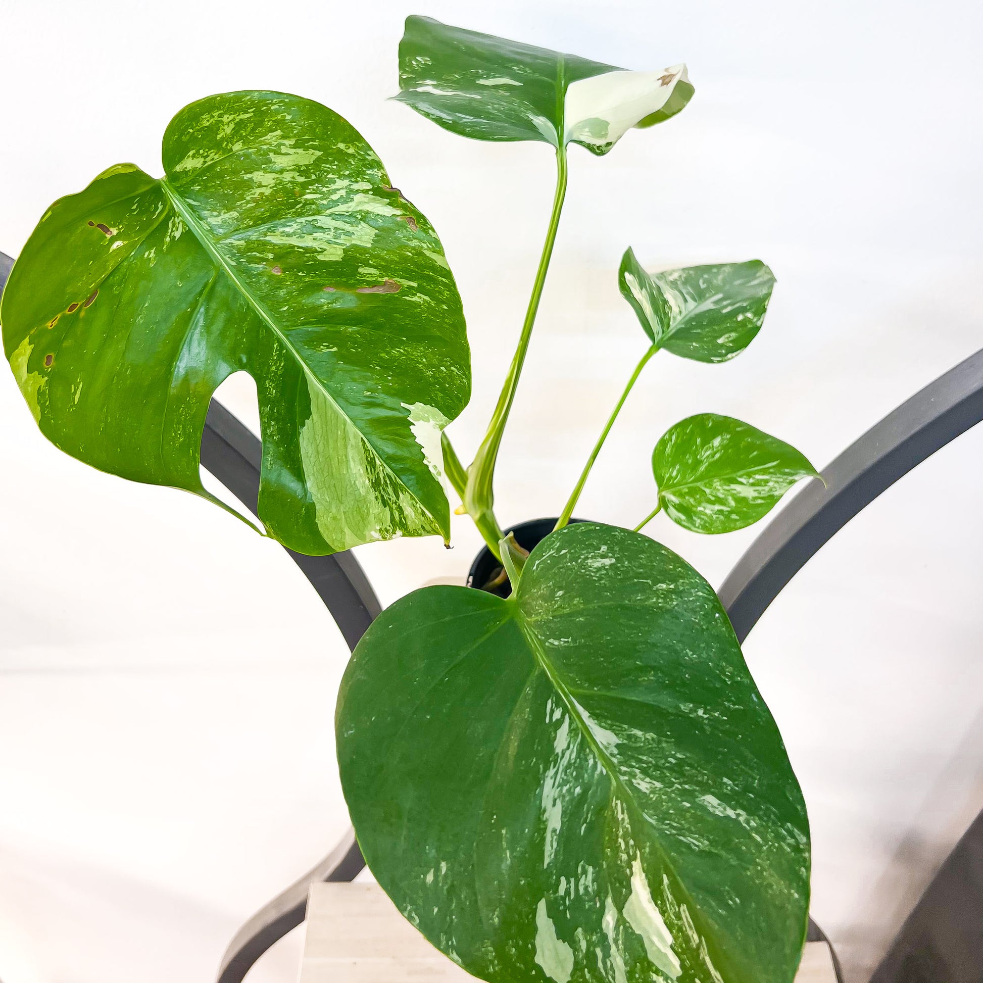 Monstera Borsigiana Albo (Medium Variegation) | The Plant Boys