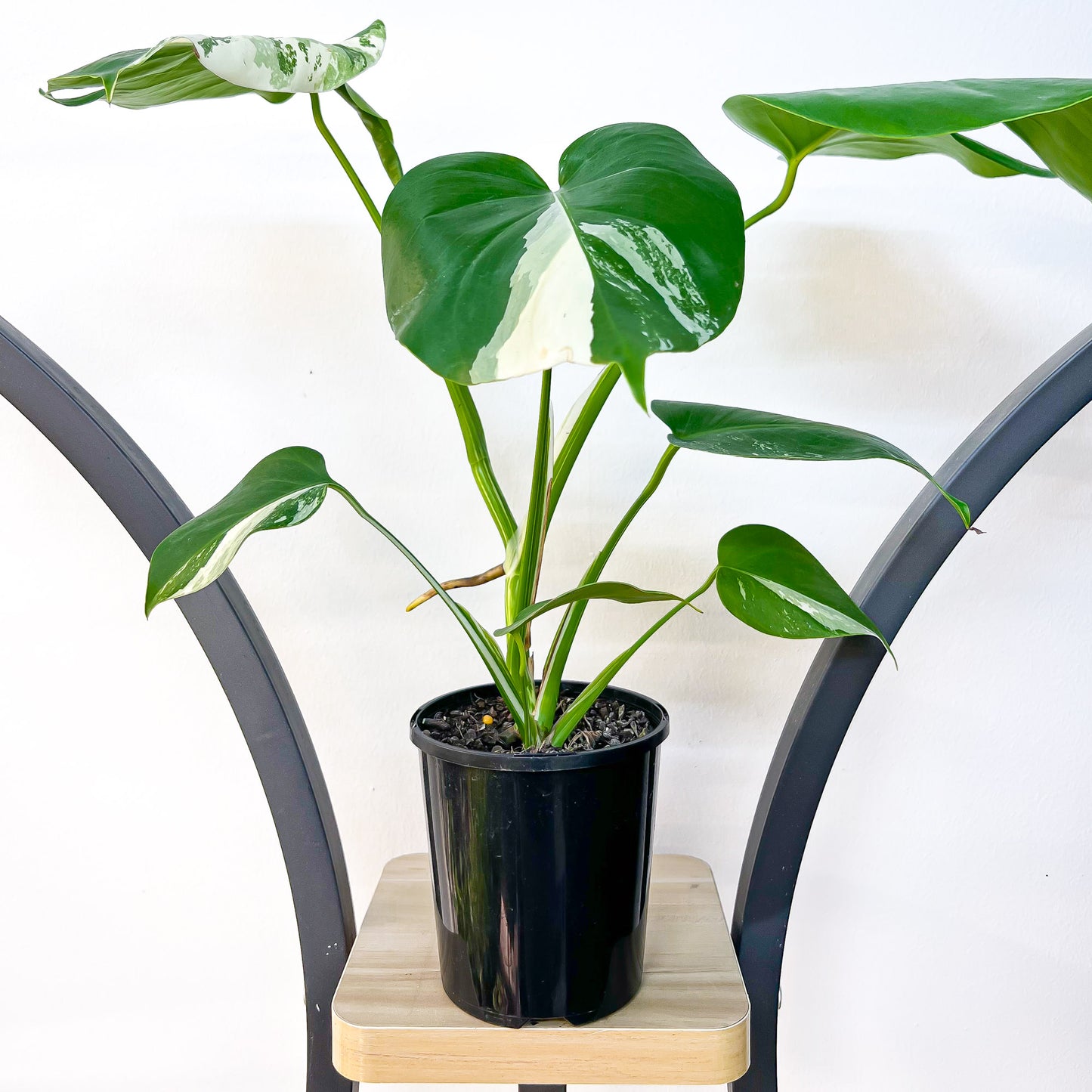 Monstera Borsigiana Albo (Medium Variegation) | The Plant Boys