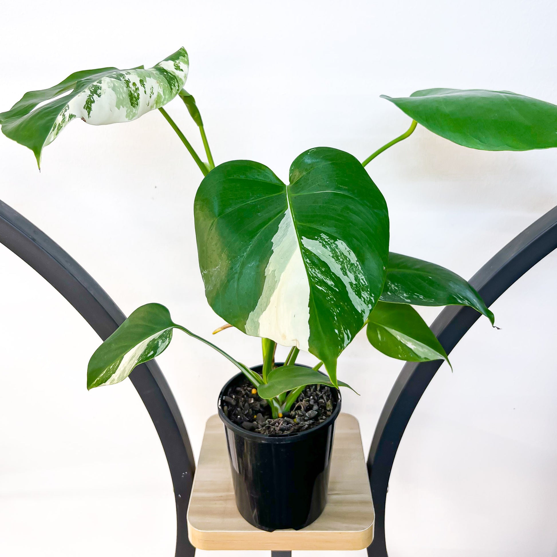 Monstera Borsigiana Albo (Medium Variegation) | The Plant Boys