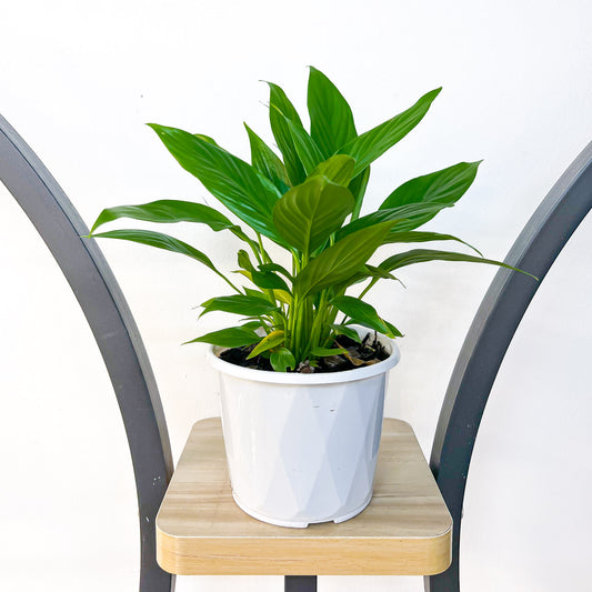 Spathiphyllum Super Petite Peace Lily | The Plant Boys