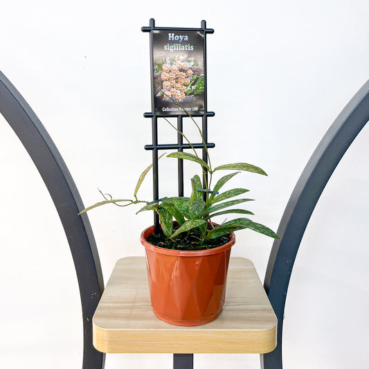 Hoya Sigillatis | The Plant Boys