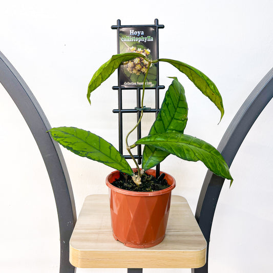 Hoya Callistophylla | The Plant Boys