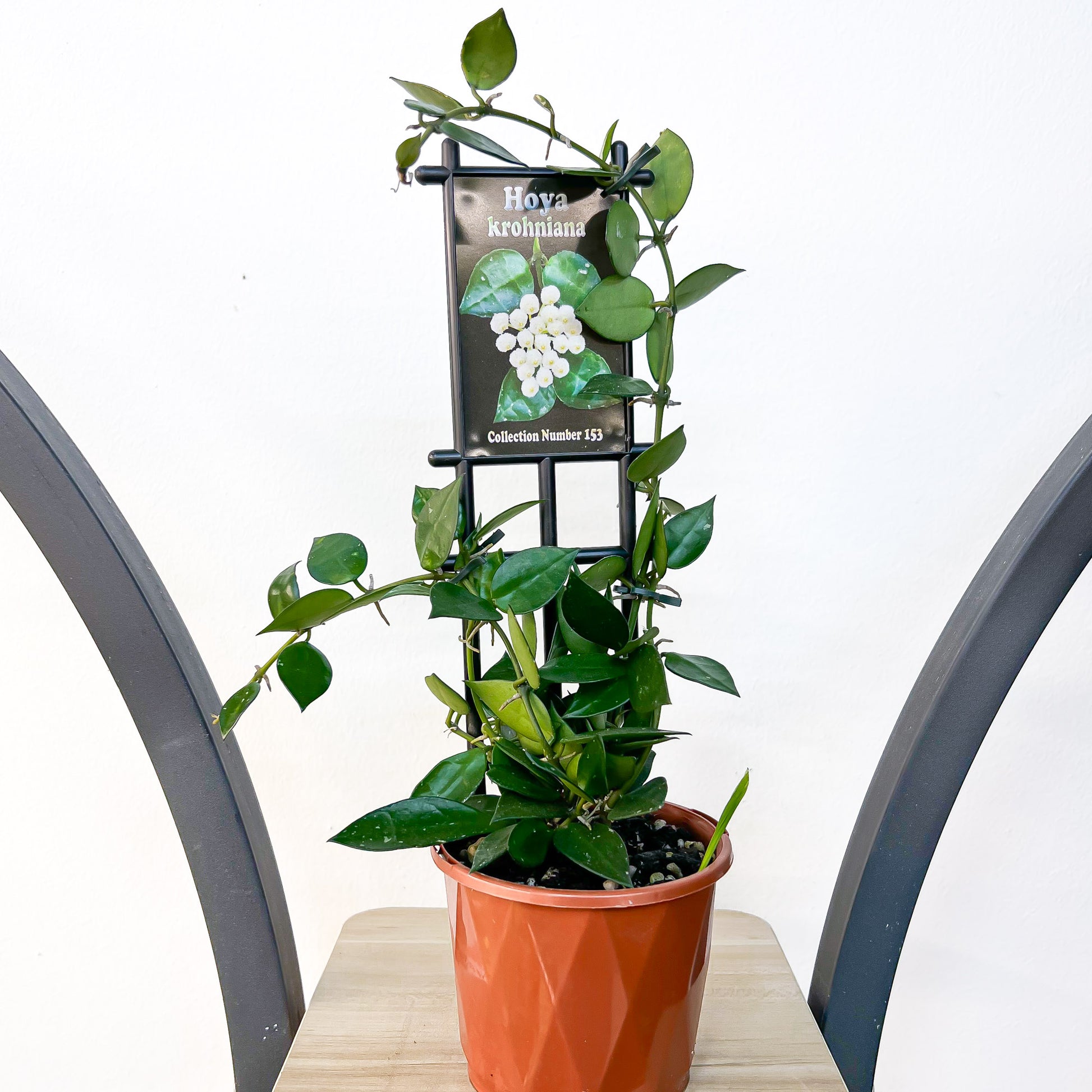 Hoya Krohniana | The Plant Boys
