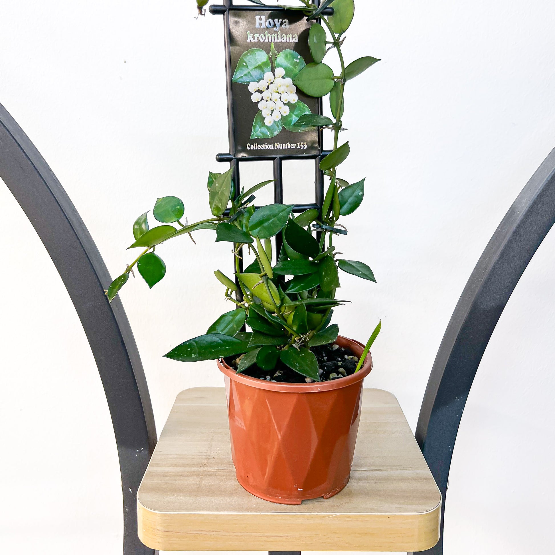 Hoya Krohniana | The Plant Boys