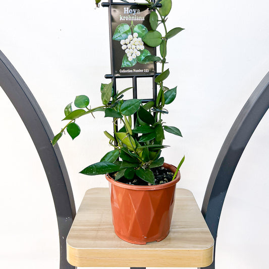 Hoya Krohniana | The Plant Boys