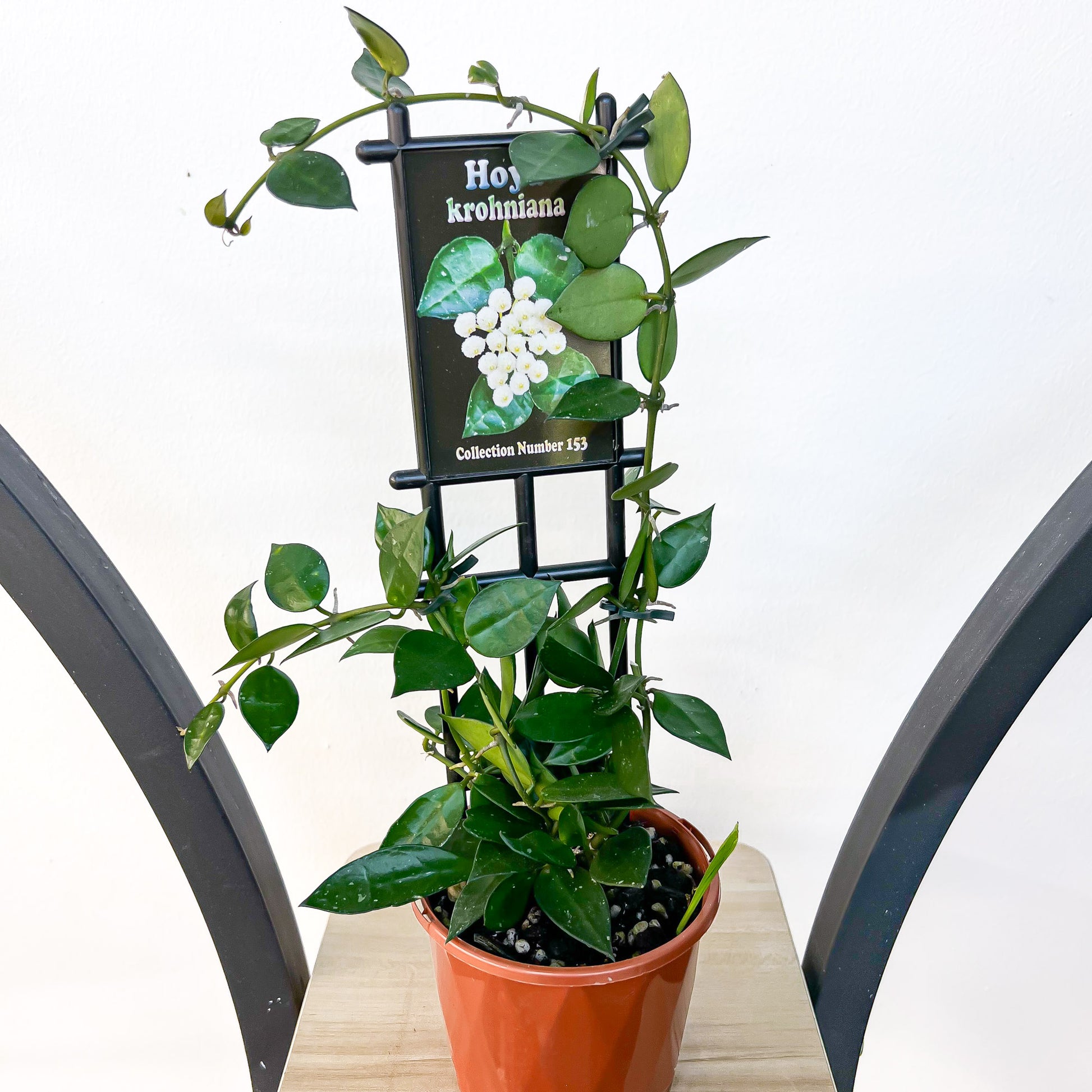 Hoya Krohniana | The Plant Boys