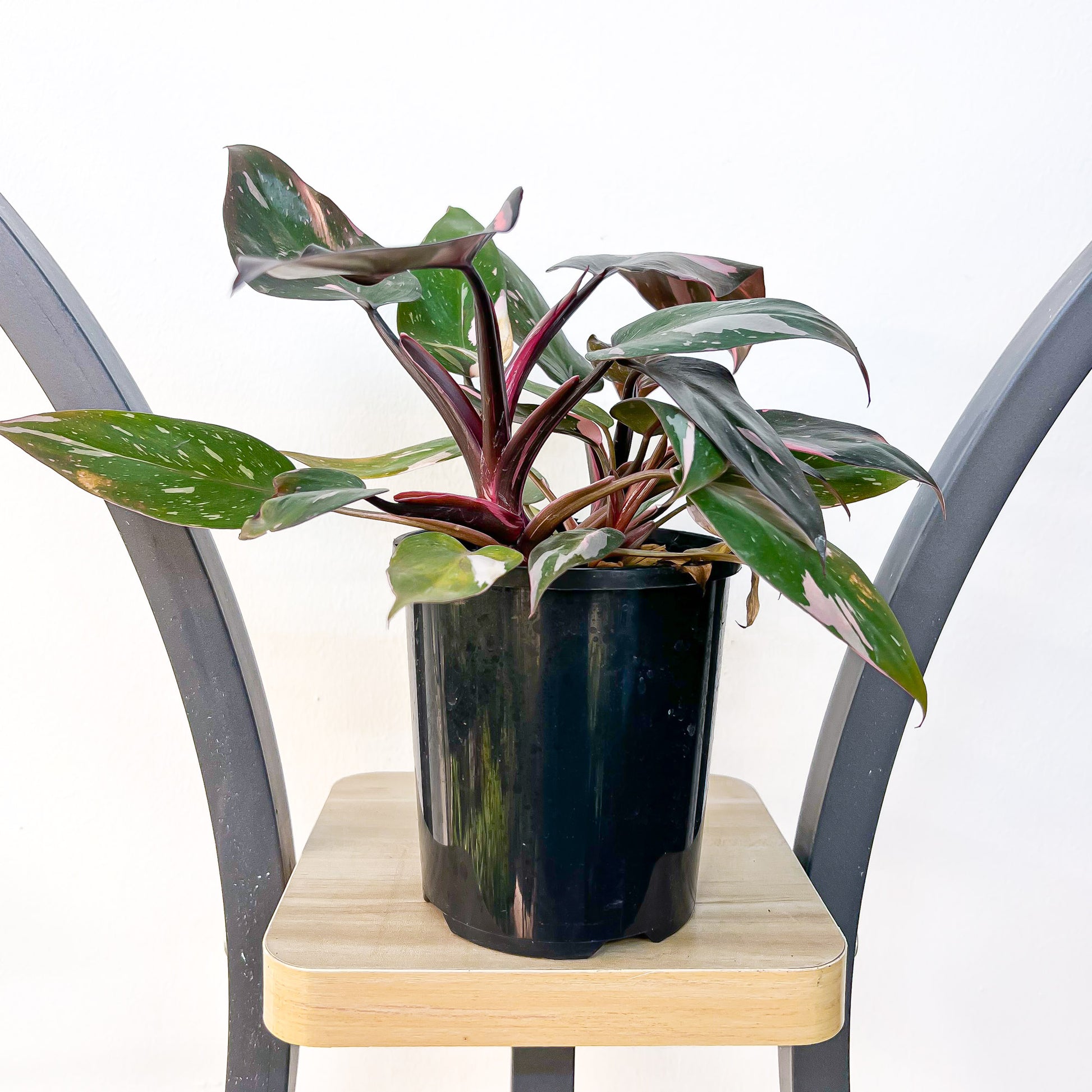Philodendron Pink Princess | The Plant Boys
