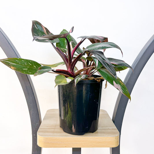 Philodendron Pink Princess | The Plant Boys