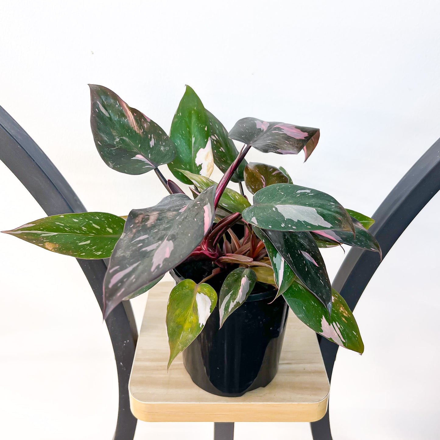 Philodendron Pink Princess | The Plant Boys