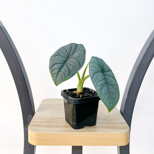 Alocasia Melo | The Plant Boys