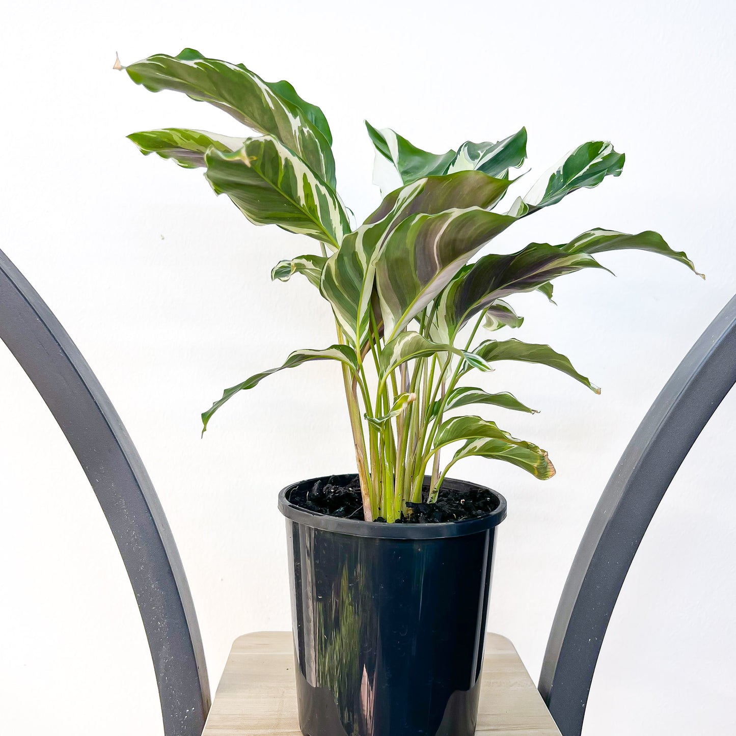 Calathea White Fusion | The Plant Boys