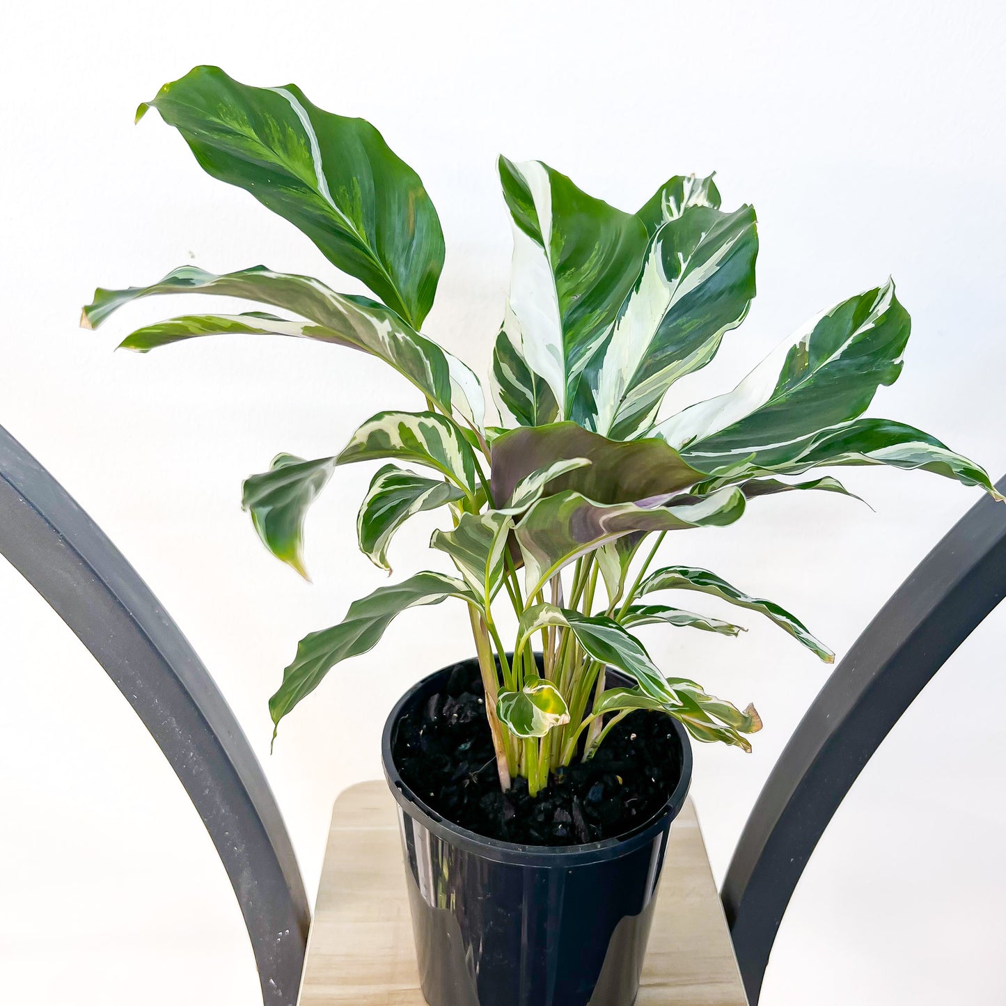 Calathea White Fusion | The Plant Boys