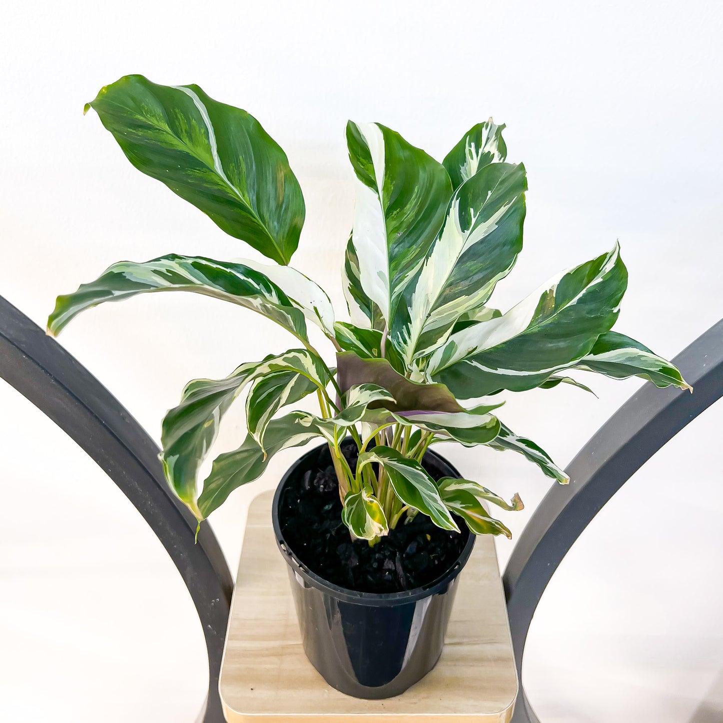 Calathea White Fusion | The Plant Boys