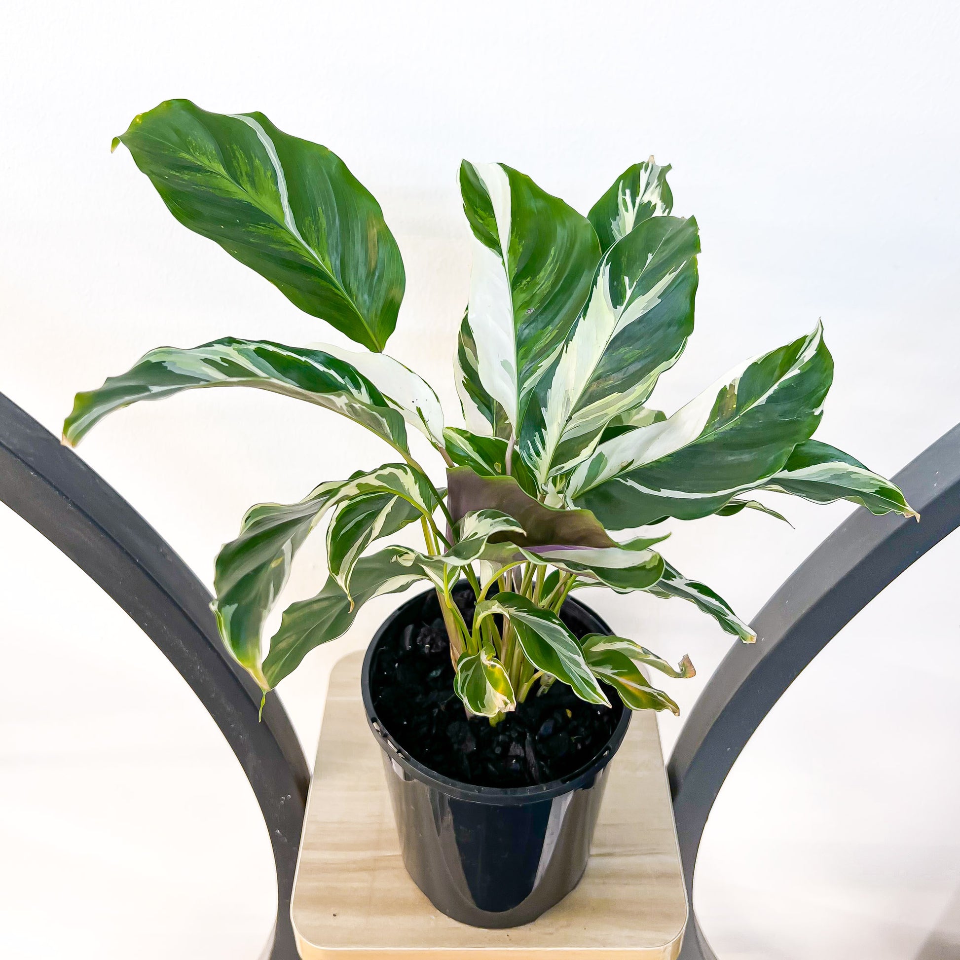 Calathea White Fusion | The Plant Boys