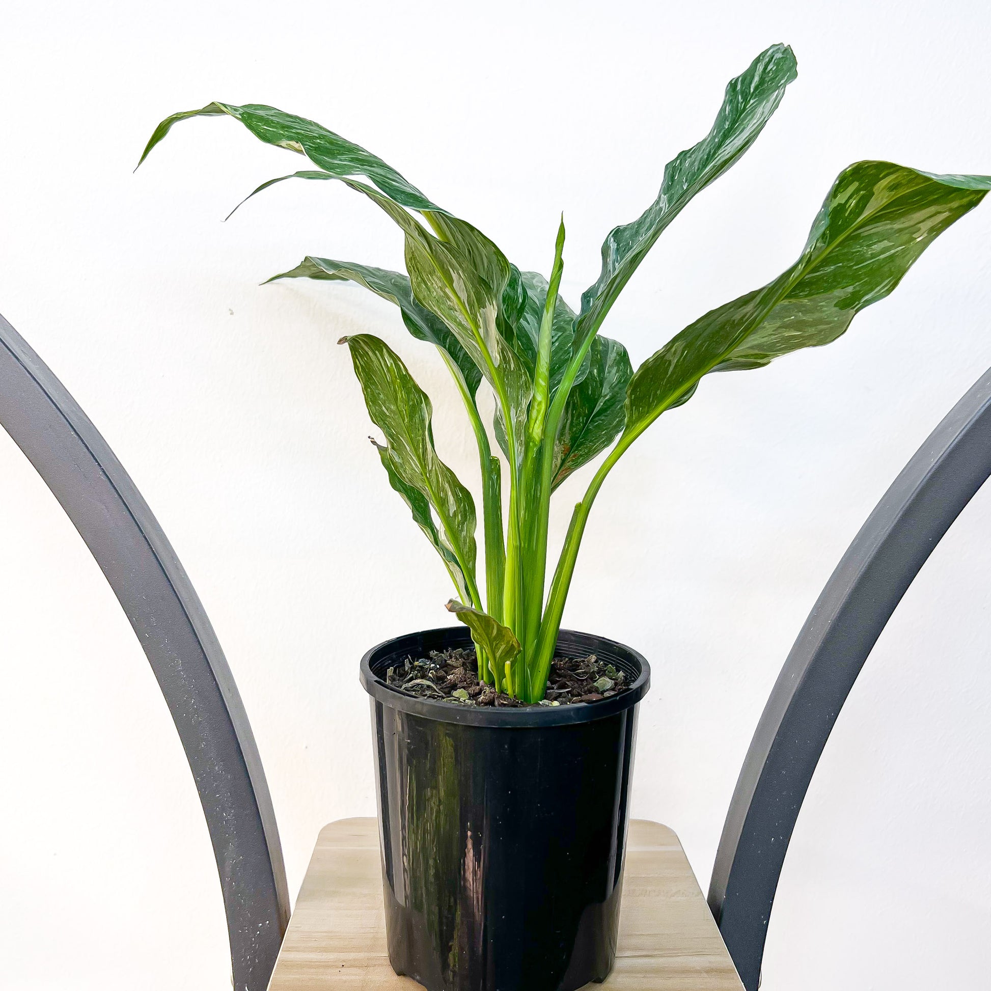 peace lily diamond Spathiphyllum Jet Diamond Peace Lily – The Plant Boys