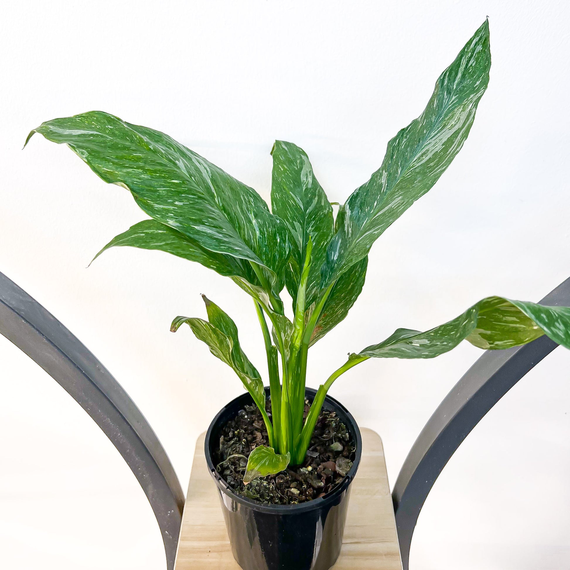 jet diamond peace lily Spathiphyllum Jet Diamond Peace Lily – The Plant Boys