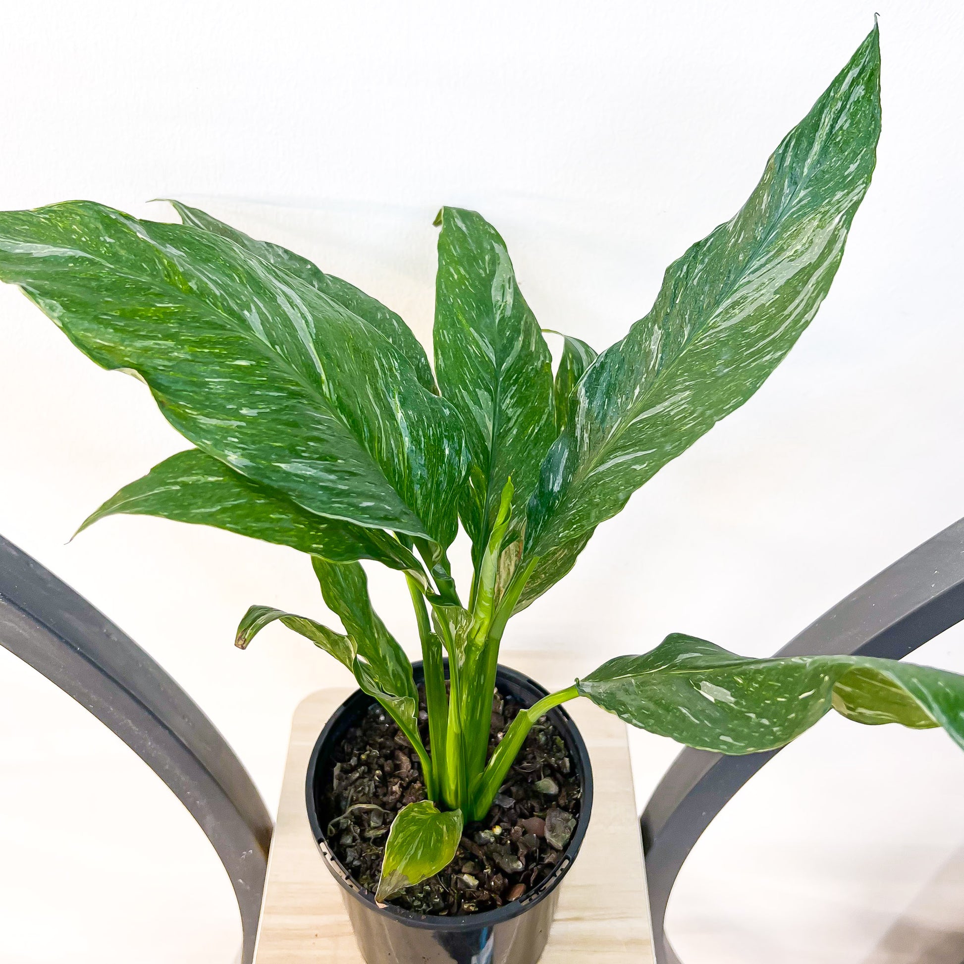 peace lily jet diamond Spathiphyllum Jet Diamond Peace Lily – The Plant Boys