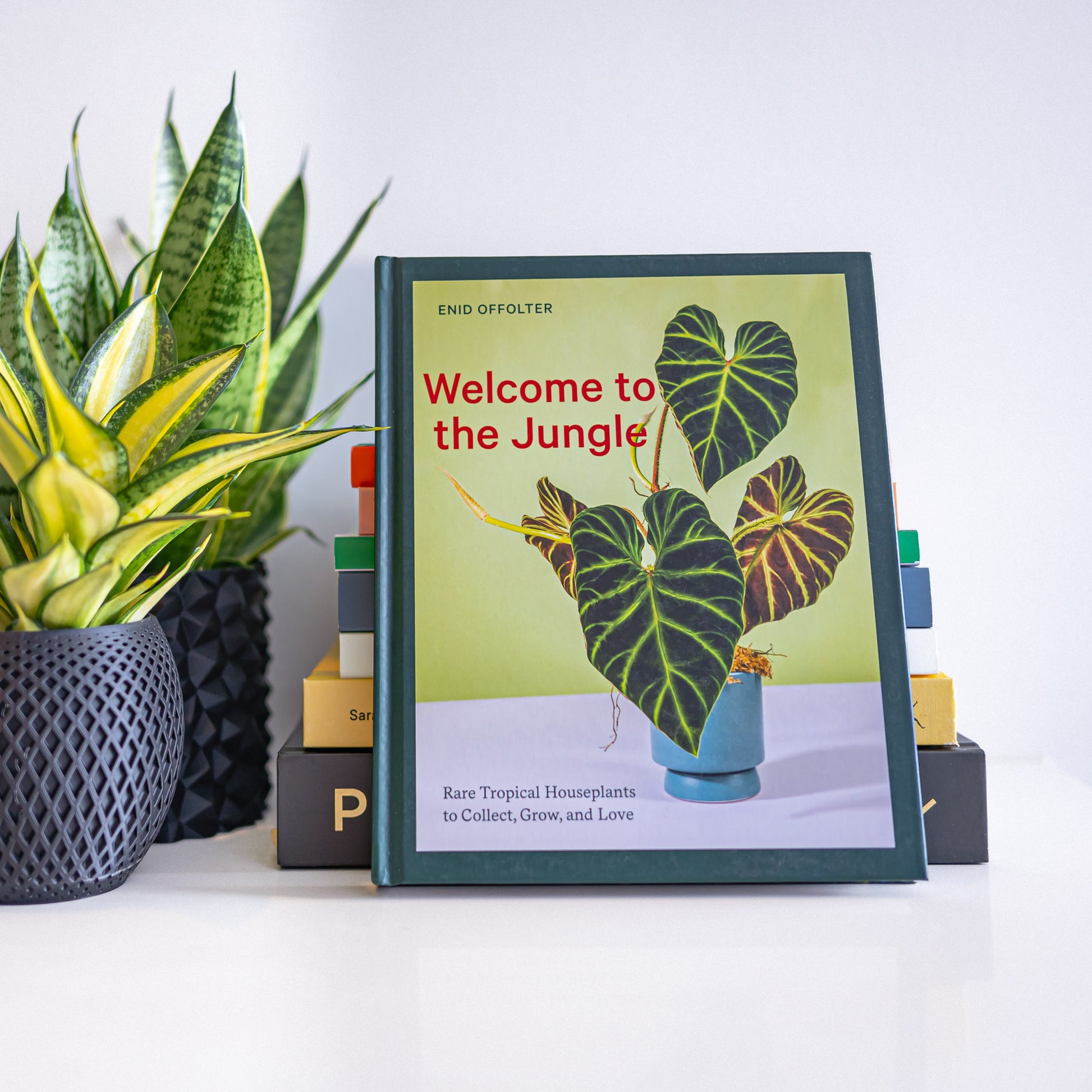 Welcome to the Jungle | The Plant Boys