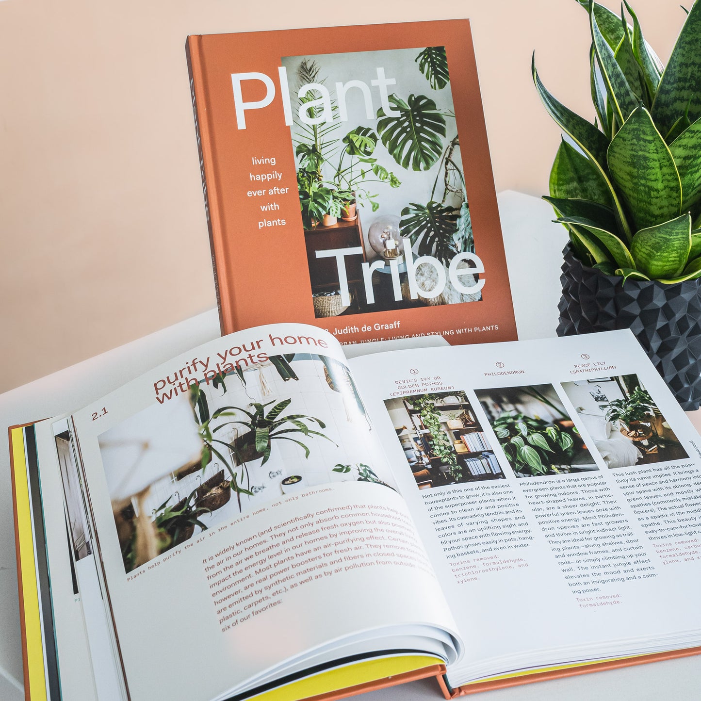 Plant Tribe | The Plant Boys