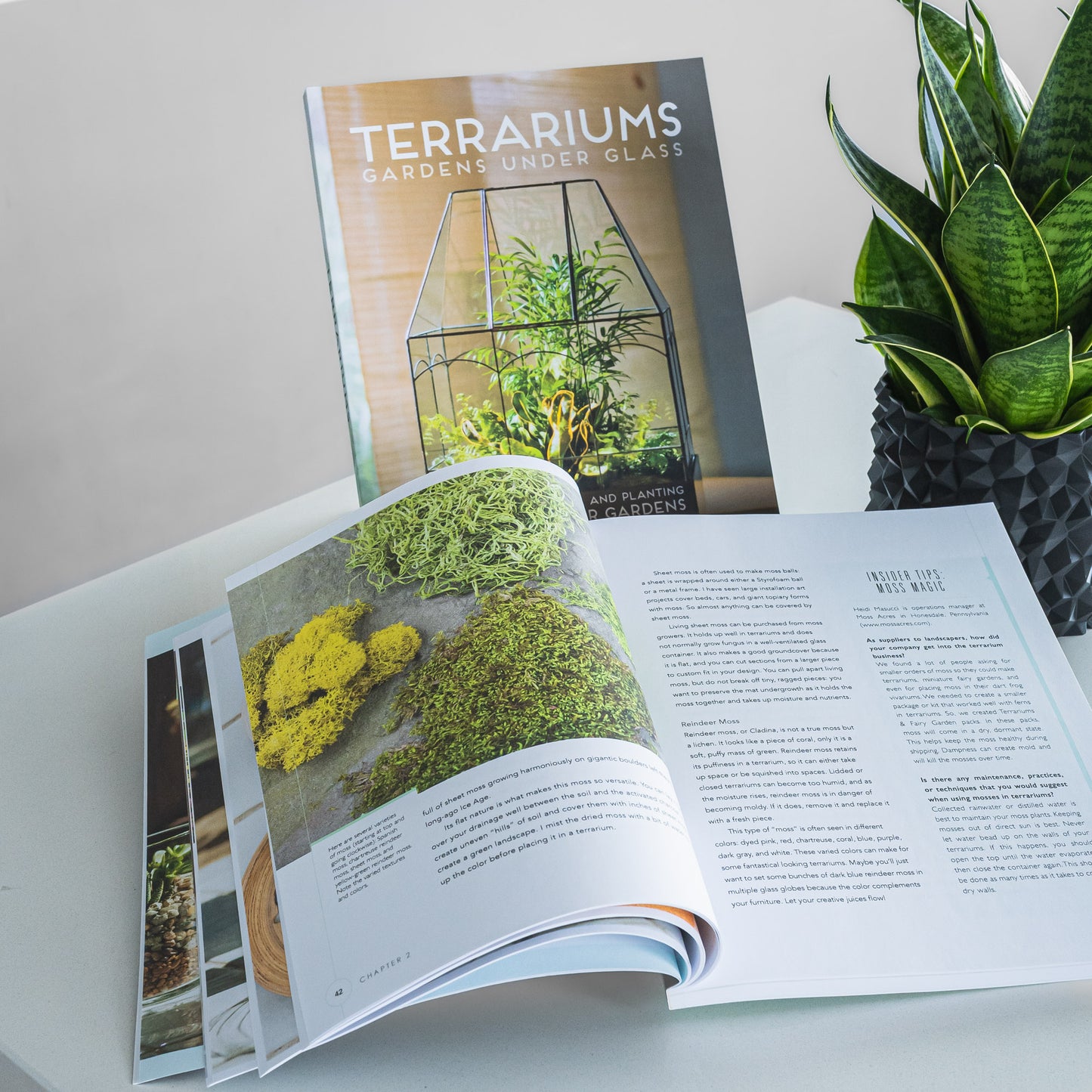 Terrariums: Gardens Under Glass | The Plant Boys