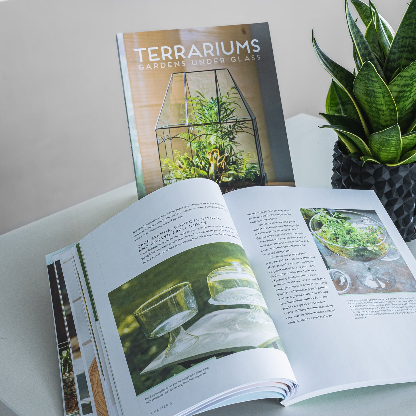 Terrariums: Gardens Under Glass | The Plant Boys
